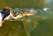 Fly-fishing Pic of Tarpon shared by Semper Fly – Fly dreamers 