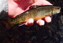 Walter Engelke 's Fly-fishing Catch of a Brook trout – Fly dreamers 