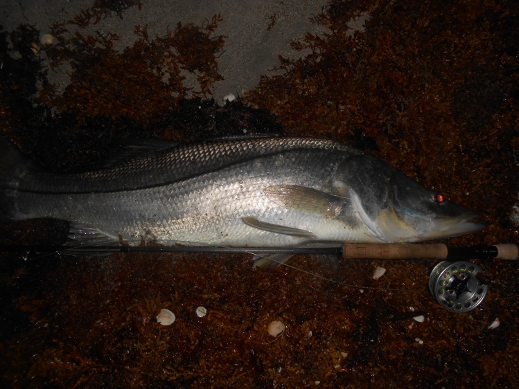 Biggest(certainly heaviest) snook on beach season...381/2" look at those shoulders!..535 am ..On the T&amp;T Solar 8wt(fine work guys)...second strip...solid 100 YARDS(!!) into backing...love them in the dark!