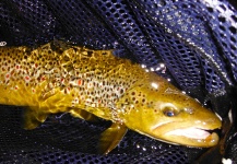  Foto de Pesca con Mosca de Trucha marrón compartida por Brian Kozminski – Fly dreamers