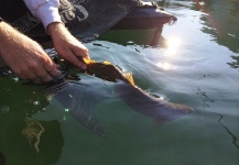  Fotografía de Pesca con Mosca de Golden Trout por Joe Crowell – Fly dreamers 