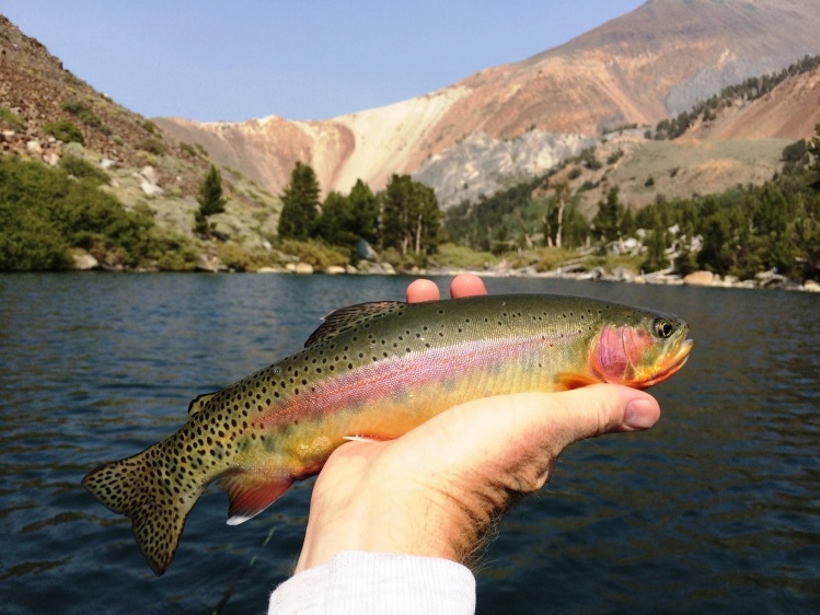 golden-trout-joe-crowell-s-fly-fishing-image-of-a-california-golden-trout-fly-dreamers-FDID749w10000h1mimg_55de06d27acda.jpg