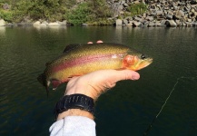 Fly-fishing Pic of Golden Trout shared by Joe Crowell – Fly dreamers 