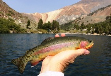 Joe Crowell 's Fly-fishing Image of a California golden trout – Fly dreamers 