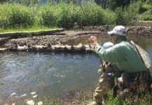 Nice Fly-fishing Situation of Rainbow trout - Image shared by Pancho Winter – Fly dreamers