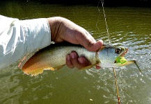 Fly-fishing Photo of Asian Arawana shared by Marco Aurélio – Fly dreamers 