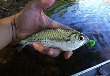 Interesting Fly-fishing Situation Picture by Marco Aurélio 