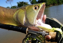 Osteoglossidae Fly-fishing Situation – Marco Aurélio shared this Sweet Image in Fly dreamers 