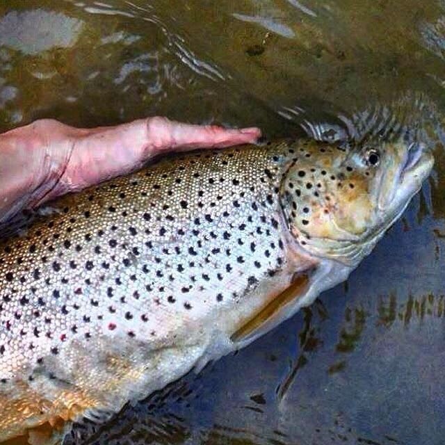 Release of my pb brown!