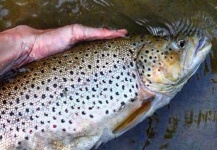 Kyle Reid 's Fly-fishing Image of a Brown trout – Fly dreamers 