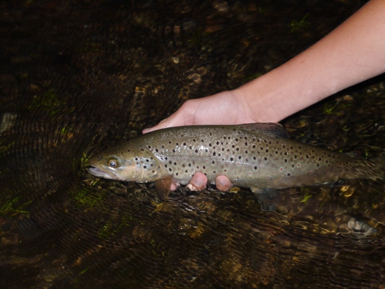 Good late evening brown on the caddis. Last Summer