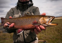  Fotografía de Pesca con Mosca de Trucha de arroyo o fontinalis por Juan Manuel Biott – Fly dreamers 