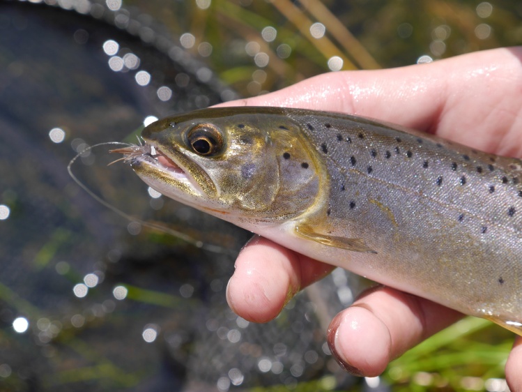 Little native Bonneville cutthroat