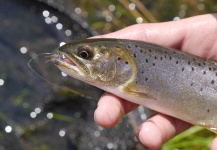 Fly-fishing Image of Cutthroat shared by Luke Alder – Fly dreamers