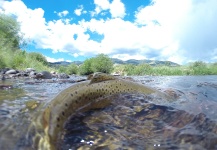 Fly-fishing Pic of Brown trout shared by Paul MacDonald – Fly dreamers 
