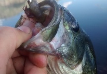 Luke Alder 's Fly-fishing Pic of a Largemouth Bass – Fly dreamers 