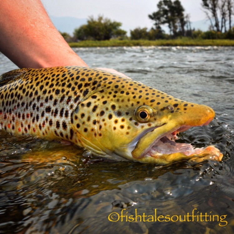 A bright Madison River brown trout!