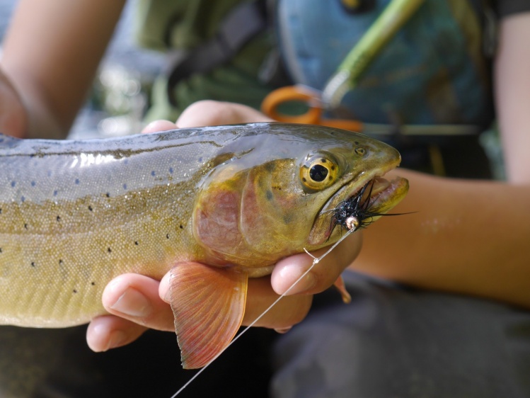 Yellowstone cutthroat. Check out those eyes.