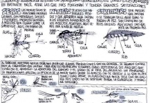 Betin Beltrán Tenorio's Impressive Fly-fishing Art Image – Fly dreamers 