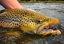 Fly-fishing Photo of English trout shared by Michael Stack – Fly dreamers 