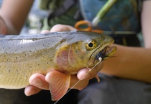 Luke Alder 's Fly-fishing Catch of a Cutthroat – Fly dreamers 