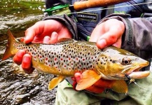 Kyle Reid 's Fly-fishing Catch of a Brown trout – Fly dreamers 