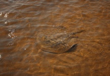  Gran Captura de Pesca con Mosca por Martin Tagliabue – Fly dreamers