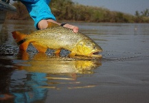 Fly-fishing Pic of Golden Dorado shared by Martin Tagliabue – Fly dreamers 