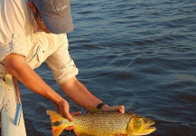 Golden Dorado fly-fishing Situation – Martin Tagliabue shared this () Image in Fly dreamers 