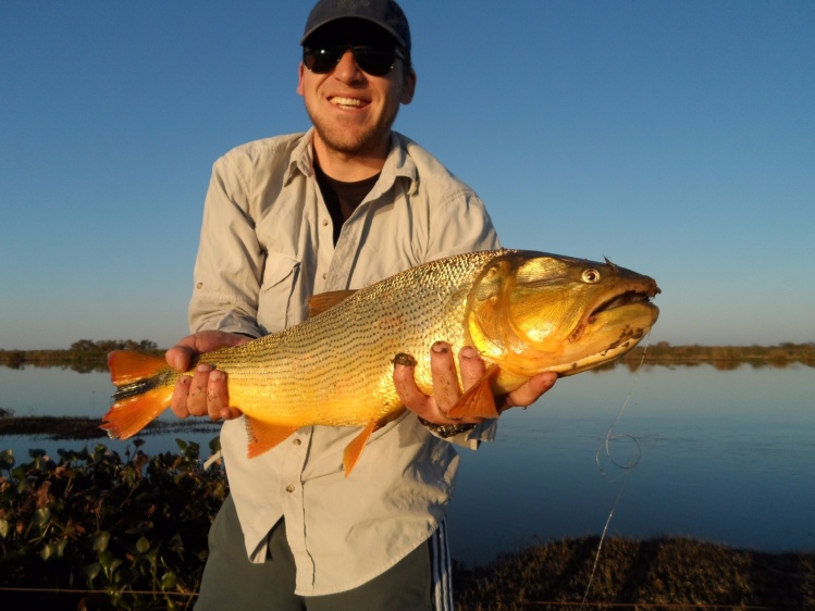 Caminando el río salió este hermoso dorado Santafesino! 