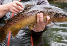Fly-fishing Picture of Brownie shared by Jaime Castillo | Fly dreamers