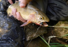 Luke Alder 's Fly-fishing Pic of a Cutthroat – Fly dreamers 