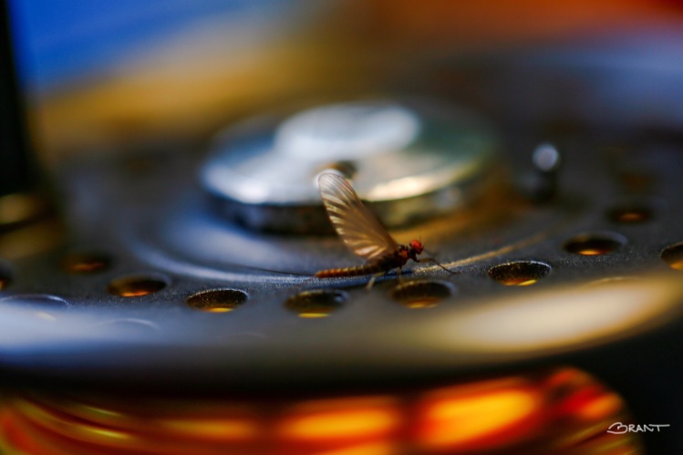 Mayfly on the old Madison reel