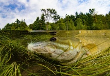 Kevin Feenstra 's Fly-fishing Picture of a Smallmouth Bass – Fly dreamers 