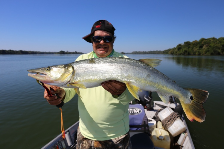 12 pound Bicuda caught at Juruena river at the Ecolodge da Barra