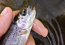 Kyle Reid 's Fly-fishing Catch of a Rainbow trout – Fly dreamers 