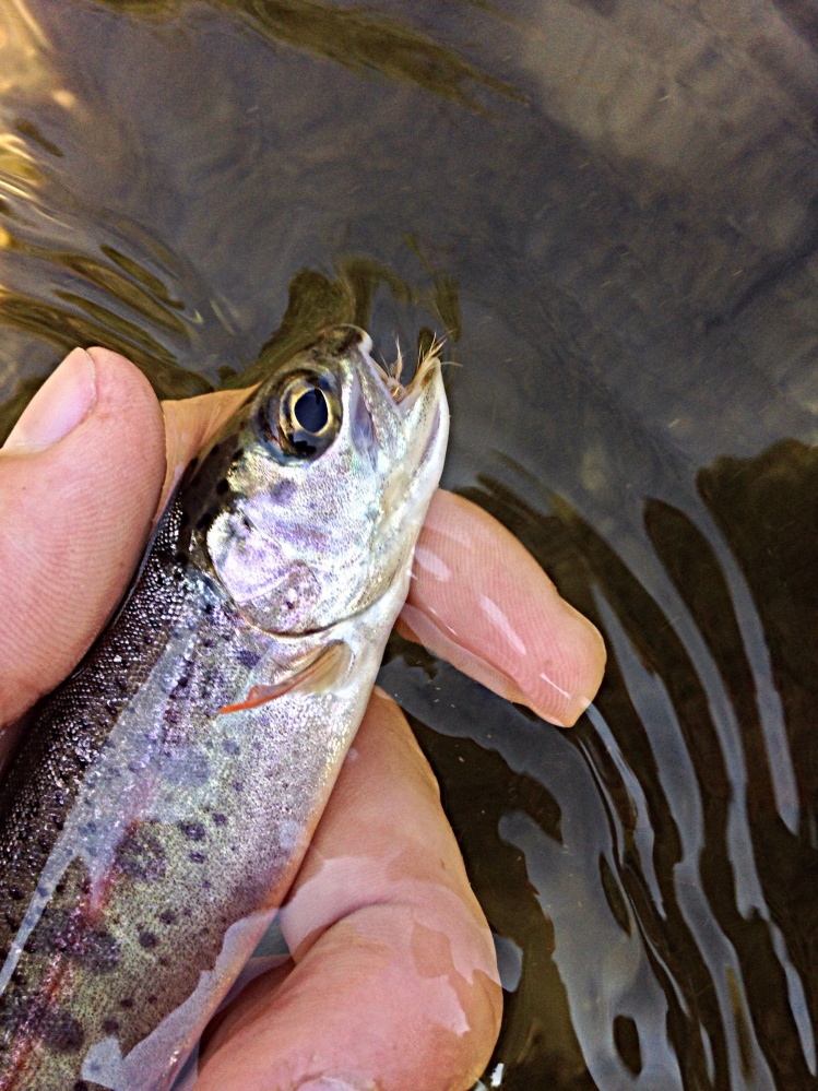 Here's a little bow on a dry fly!
