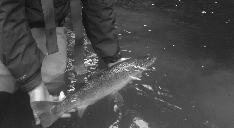 French sea trout on nymph 