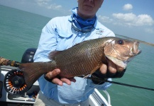 Richard Carter 's Fly-fishing Pic of a Mangrove Jack – Fly dreamers 