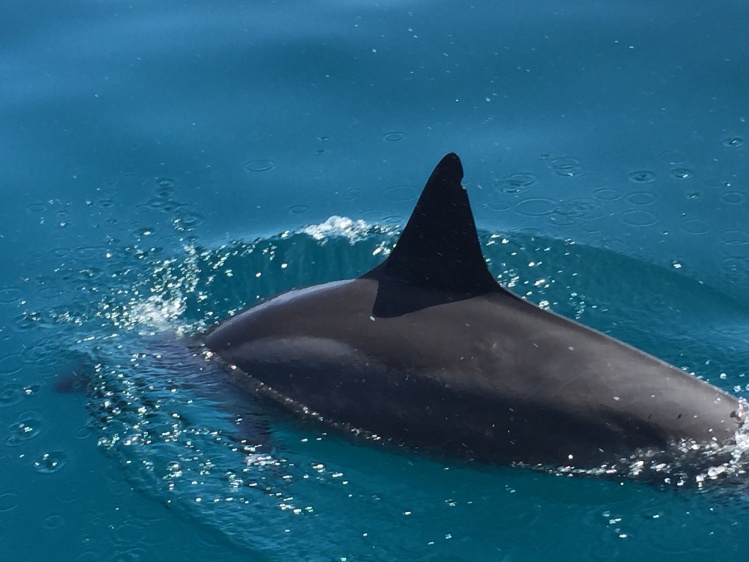 Kauai Dolphin
