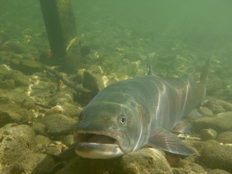 King of the waters,.Danube Salmon- Huchen