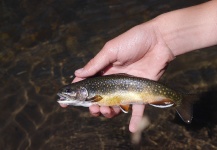  Fotografía de Pesca con Mosca de Trucha de arroyo o fontinalis por Luke Alder – Fly dreamers 