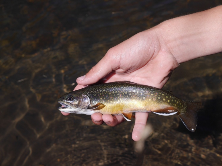 Small Stream Brookie. This creek flows through open meadows with lots of fish and casting room.