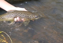 Brown Trout Release