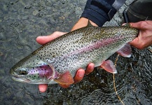 Fly-fishing Picture of Rainbow trout shared by Luke Metherell – Fly dreamers