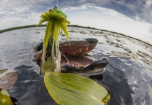 Kevin Feenstra 's Fly-fishing Photo of a Muskie – Fly dreamers 