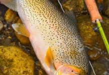 David Lambroughton 's Fly-fishing Photo of a Cutthroat – Fly dreamers 
