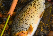 David Lambroughton 's Fly-fishing Picture of a Cutthroat trout – Fly dreamers 