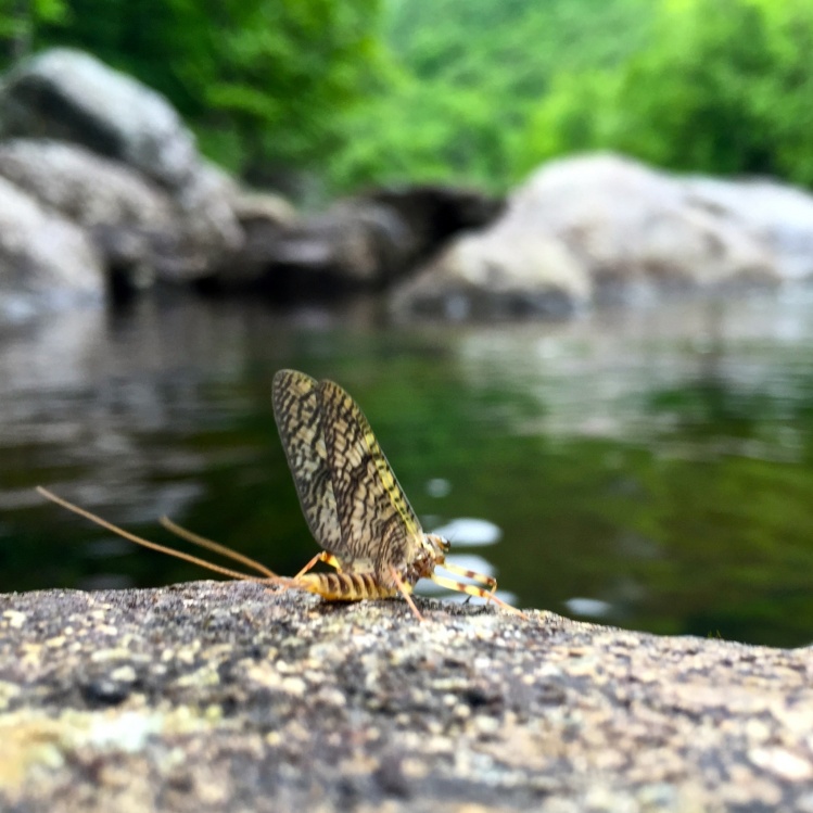 Life is short, especially if you're a mayfly. Don't forget to stop and enjoy the view now and then.