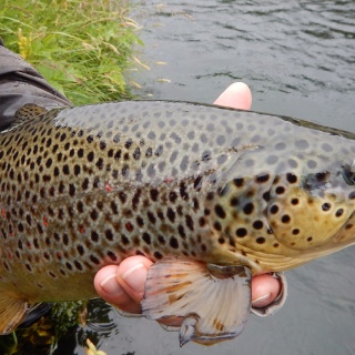 River Galtalaekur - Brown trout